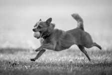 400mmdogs - 5 of 5 - A1109407.jpg