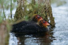 bird - 1 of 1 - A1109039.jpg