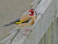 Finch on fence 2.jpg