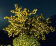 Laburnum at Night.jpg