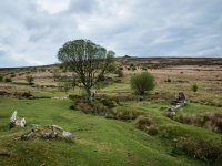 001 Trees and Ruins 01-1010440 PS Adj.JPG
