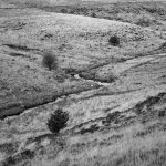 002 Wistmans Wood 02-61730002 PS Adj B&W (Minimalist Landscape).JPG