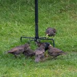 Feedme.jpg Feedme.jpg