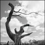 P5190886-1-RS.jpg P5190886-1-RS.jpg