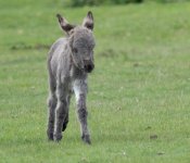 fnguigt.jpg fnguigt.jpg