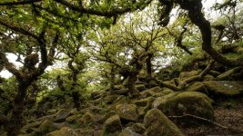 041 Wistman's Wood 11-1219 PS Adj.JPG