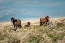 017 Ponies on Higher White Tor 01-7697 PS Adj.JPG