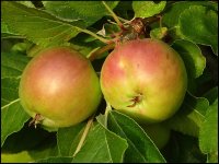 Apples on tree TZ70 TZ70 P1030351.JPG
