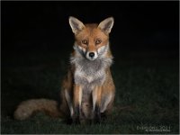 IMG_0229  LR CS6 JP tp.jpg