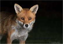 IMG_0237 LR CS6 JP tp.jpg