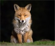 IMG_1370 LR CS6 JP tp.jpg