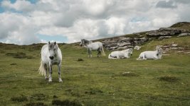 030 Haytor Ponies 01-7853 PS Adj.JPG