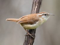 CarWren.jpg