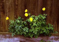 P30n Kodak Gold 200 04.jpg