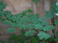 Forum shot.jpg Forum shot.jpg