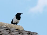 GX80 Mag.jpg GX80 Mag.jpg