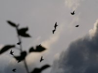 Night night.jpg Night night.jpg