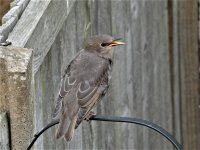 Starling 4 (2).jpg Starling 4 (2).jpg