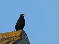 Blackbird 4.jpg Blackbird 4.jpg