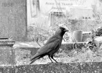 P1000187 (3).JPG P1000187 (3).JPG