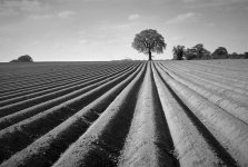 2204DPMXBW34 Furrows.jpg