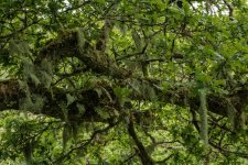 015 Black-a-Tor Copse 02-7884 PS Adj.JPG