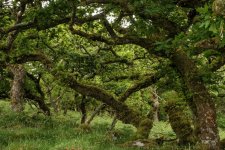 017 Black-a-Tor Copse 04-7886 PS Adj.JPG