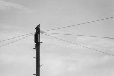 007 Leading Lines 03-66800013 PS Adj.JPG 007 Leading Lines 03-66800013 PS Adj.JPG