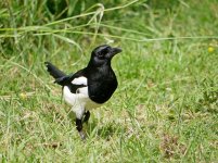 Magpie 3.jpg