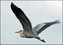 Crane in flight Swindon 10D CAN_6139.JPG