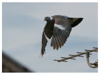 Woody Takes Off!.jpg