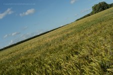 Lens test scene Sammy 50 -03116.jpg