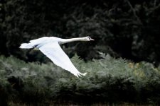 IMGL1150-3-LR PreSet T1 Deer Moody.jpg