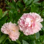 Small-Peony-HDR.jpg