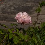 Pink-Rose-Small.jpg