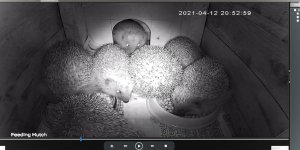 7 Hogs.jpg 7 Hogs.jpg