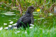 blackbird170622.jpg