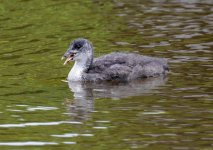 coot180622b.jpg