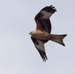 _4031191_DxO_Red KiteCROPPED_Smt_Sphn.jpg