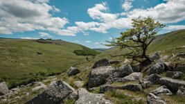 021Shelstone Tor Lone Tree 02-7930 PS Adj.JPG