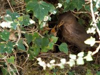 _4261308_DxO_Female Blackbird.jpg