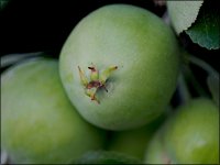Small apples on the tree 500mm E-PL5 P6200017.JPG Small apples on the tree 500mm E-PL5 P6200017.JPG