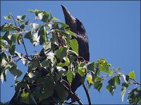 Crow in a tree 500mm E-PL5 P6200008.jpg Crow in a tree 500mm E-PL5 P6200008.jpg