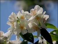 Blossom 500mm E-PL5 P6200002.JPG Blossom 500mm E-PL5 P6200002.JPG