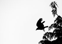 Crow Backlit.jpg