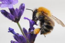 P61930361k5.jpg P61930361k5.jpg