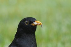 P6203698-1k5.jpg P6203698-1k5.jpg