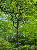 week 25 snappers choice.jpg