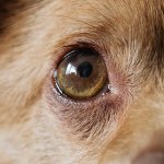 Yuffie 2470 - 1 of 2 - A1207399-2.jpg