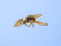 Kesterl.jpg Kesterl.jpg